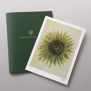 Distel <br> ART PRINT